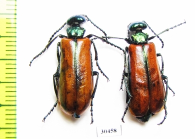 Lytta suturella  Russia, Far East - INSECTS-STORE.RU