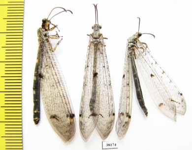 Myrmeleontidae sp.  Russia, Astrakhan reg. - INSECTS-STORE.RU