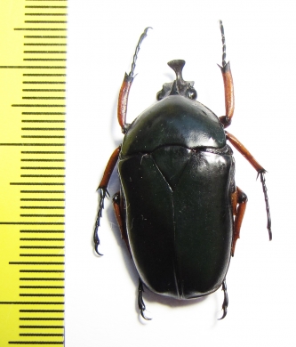 Trigonophorus rothschildi, male  Malaysia - INSECTS-STORE.RU