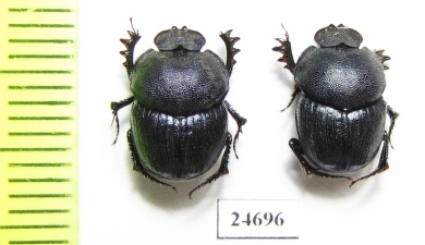 Phalops sp.  Togo - INSECTS-STORE.RU