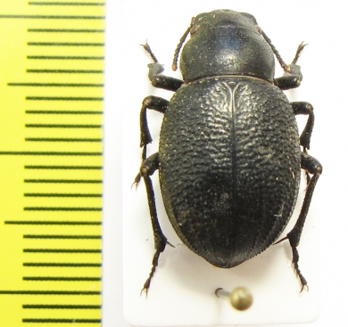 Pimelia persica  Armenia - INSECTS-STORE.RU