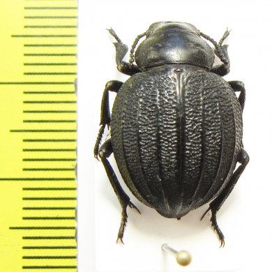 Pimelia cajetana  Italy - INSECTS-STORE.RU