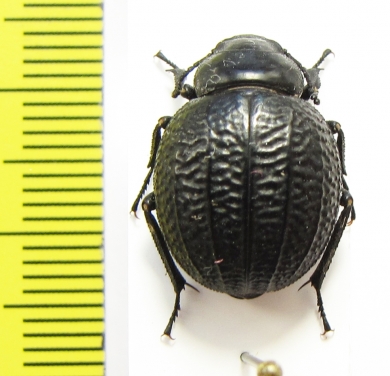 Pimelia monticola  Spain - INSECTS-STORE.RU