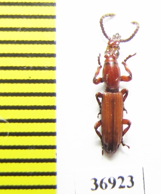 Brentidae sp.  South Africa Rep. - INSECTS-STORE.RU