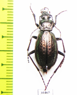 Carabus (Rhigocarabus) gigolo gigolo  China - INSECTS-STORE.RU