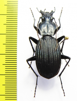 Eudromus sp.  Madagascar - INSECTS-STORE.RU