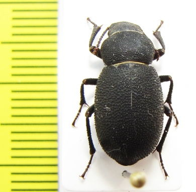 Pseudopachyscelis galinae  Turkmenistan - INSECTS-STORE.RU