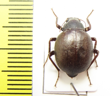 Tenebrionidae sp.  Chile - INSECTS-STORE.RU