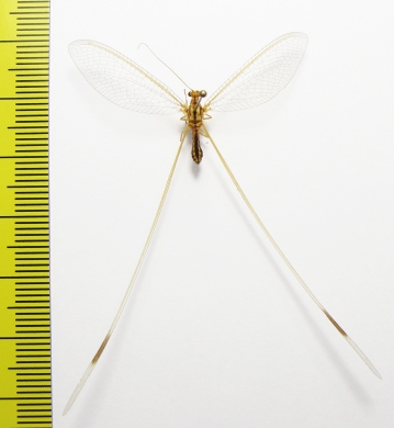 Nemopteridae sp.  Namibia - INSECTS-STORE.RU