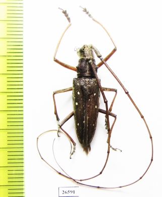 Cerambycidae sp.  Ecuador - INSECTS-STORE.RU