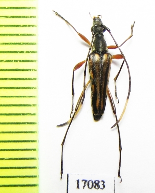 Parastrangalis sp.  China, Guangxi prov. - INSECTS-STORE.RU