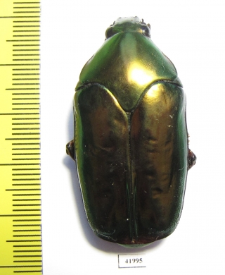 Agestrata sp., female  Malaysia - INSECTS-STORE.RU