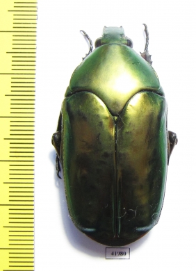 Agestrata sp., female  Malaysia - INSECTS-STORE.RU