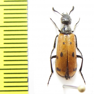 Meloidae sp.  Iran, Qazvin prov. - INSECTS-STORE.RU