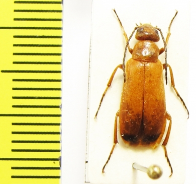 Meloidae sp.  Iran, Mazandaran prov. - INSECTS-STORE.RU