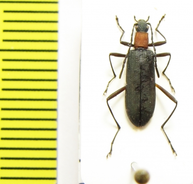 Oedemeridae sp.?  Vietnam - INSECTS-STORE.RU