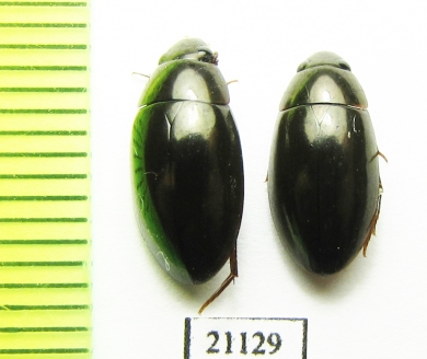 Hydrophilidae sp.  Indonesia, Sumatra - INSECTS-STORE.RU