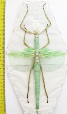 Eurycnema versirubra  Indonesia, Java 205mm - INSECTS-STORE.RU