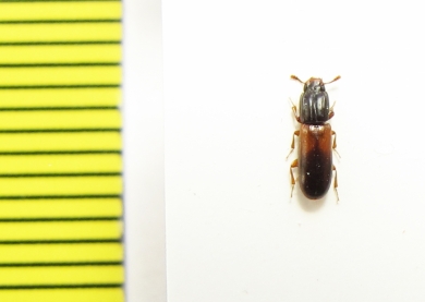 Aulonium ruficorne  Ukraina - INSECTS-STORE.RU