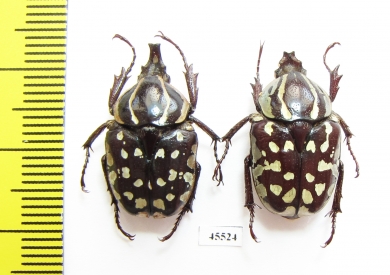 Hypselogenia nyassica, pair  Tanzania - INSECTS-STORE.RU