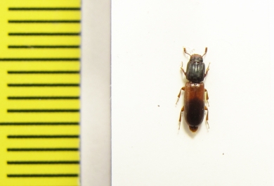 Aulonium ruficorne  Ukraina - INSECTS-STORE.RU