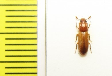 Aulonium trisulcum  Russia, Moscow - INSECTS-STORE.RU