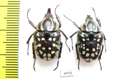 Hypselogenia nyassica, pair  Tanzania - INSECTS-STORE.RU
