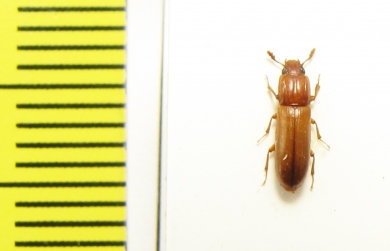 Aulonium trisulcum  Russia, Moscow - INSECTS-STORE.RU