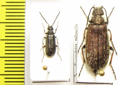 Teratolytta pilosella, pair  Tajikistan - INSECTS-STORE.RU