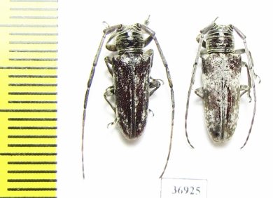 Prosopocera sp., pair  South Africa Rep. - INSECTS-STORE.RU