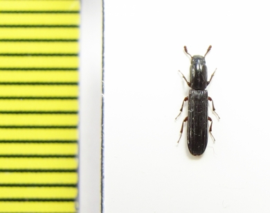 Colydium elongatum  Russia, Krasnodar reg. - INSECTS-STORE.RU