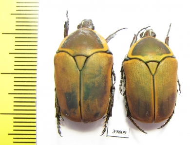 Dischista cincta  South Africa Rep. - INSECTS-STORE.RU