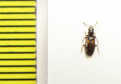 Salpingidae, Sphaeristes bimaculatus  Belorussia - INSECTS-STORE.RU