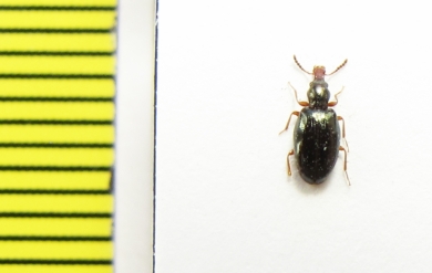 Salpingidae, Salpingus caucasicus  Iran, Gilan prov. - INSECTS-STORE.RU