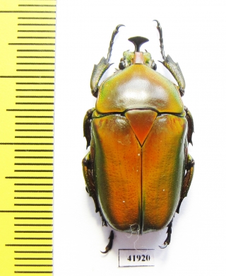 Trigonophorus rothschildi, male  Malaysia - INSECTS-STORE.RU