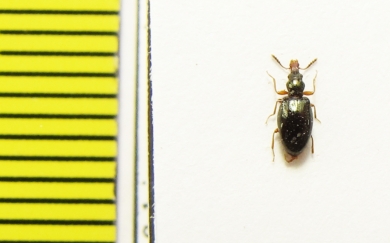 Salpingidae, Salpingus caucasicus  Iran, Gilan prov. - INSECTS-STORE.RU