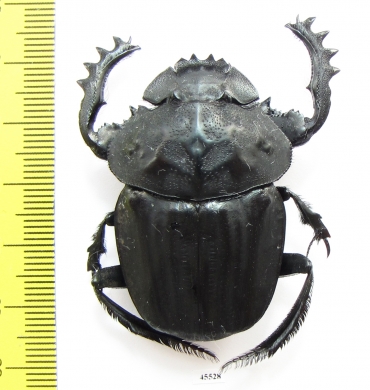 Pachylomera femoralis, male  South Africa Rep. 45mm - INSECTS-STORE.RU