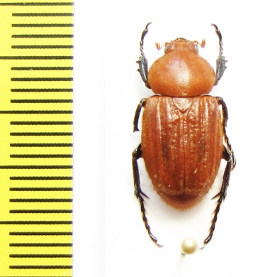 Trichiinae sp.  South Africa Rep. - INSECTS-STORE.RU