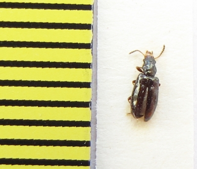 Salpingidae, Rabocerus foveolatus  Belorussia - INSECTS-STORE.RU