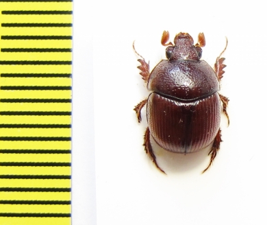 Bolboceratinae sp.  South Africa Rep. - INSECTS-STORE.RU