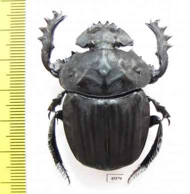 Pachylomera femoralis, male  South Africa Rep. 45mm - INSECTS-STORE.RU