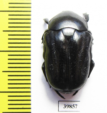 Cremastocheilini, Oplostomus sp.  South Africa Rep. - INSECTS-STORE.RU