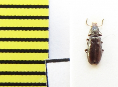 Salpingidae, Rabocerus gabrieli  Belorussia - INSECTS-STORE.RU