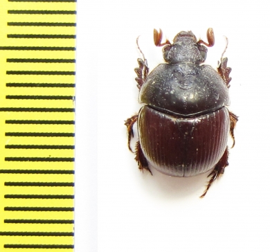 Bolboceratinae sp.  South Africa Rep. - INSECTS-STORE.RU