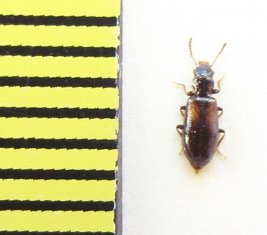 Salpingidae, Sphaeristes bimaculatus  Belorussia - INSECTS-STORE.RU