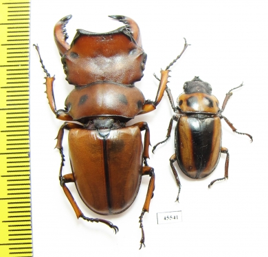 Homoderus mellyi, pair  Cameroon 47mm - INSECTS-STORE.RU
