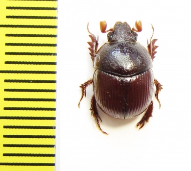 Bolboceratinae sp.  South Africa Rep. - INSECTS-STORE.RU