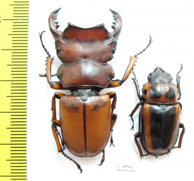 Homoderus mellyi, pair  Cameroon 48mm - INSECTS-STORE.RU
