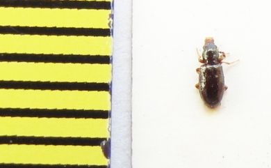 Salpingidae, Salpingus planirostris  Belorussia - INSECTS-STORE.RU