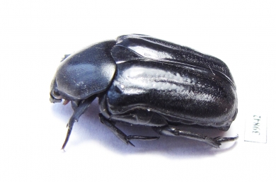 Cremastocheilini, Oplostomus sp.  South Africa Rep. - INSECTS-STORE.RU